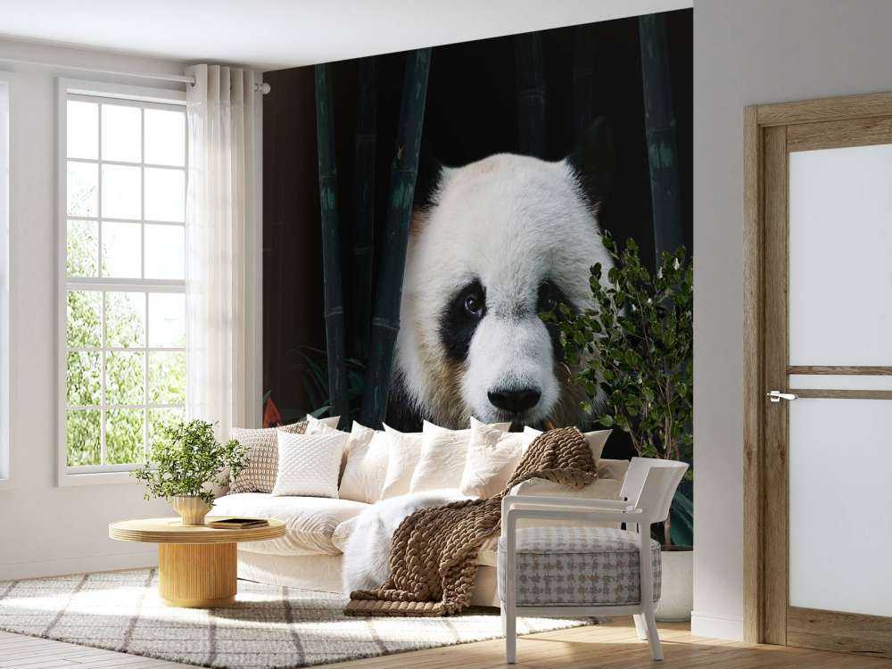 Panda nella giungla