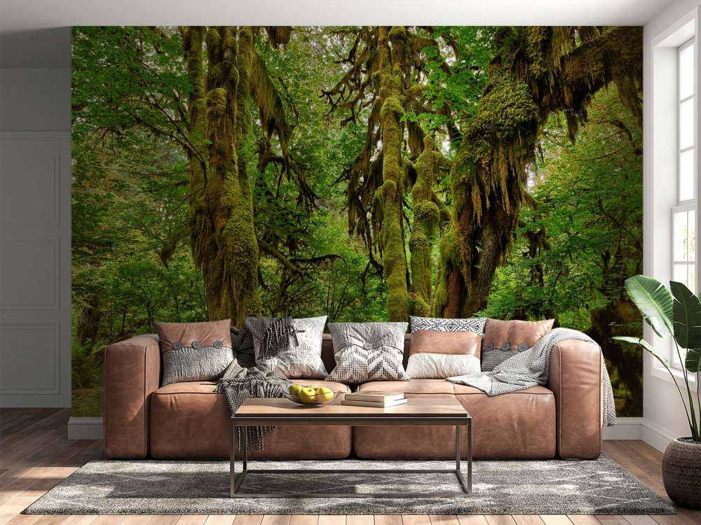 Vecchia foresta selvaggia