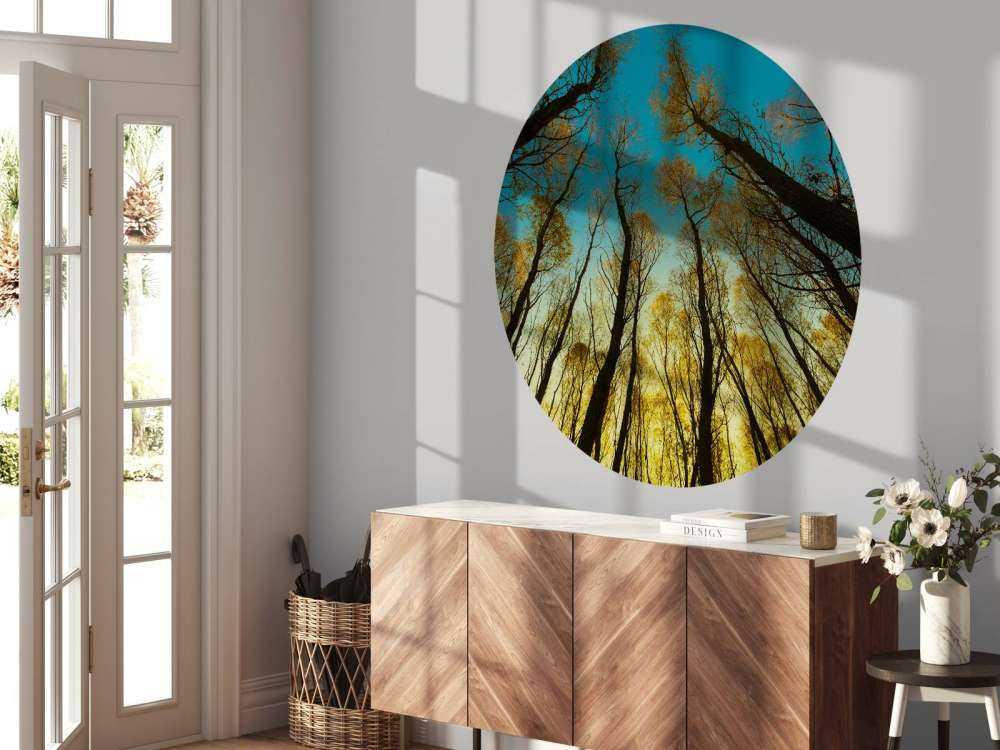 L'alba tra alberi ad alto fusto