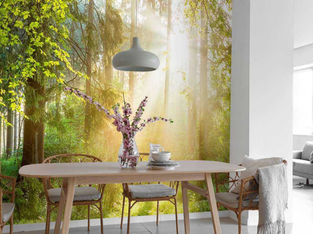 Paesaggio forestale all'alba