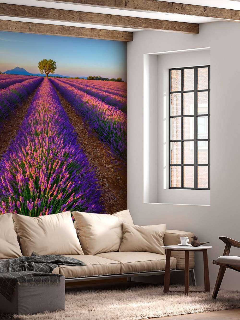 Lavanda alla luce del sole