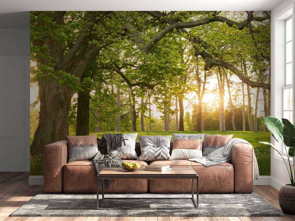 Spazio aperto nella foresta