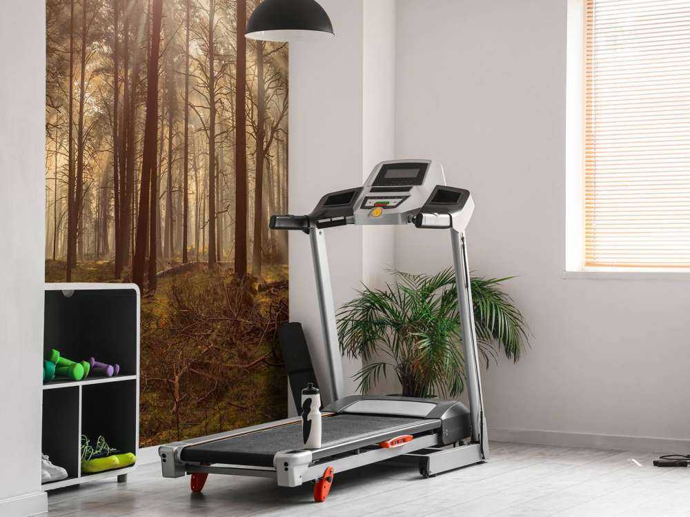 Foresta con alberi ad alto fusto