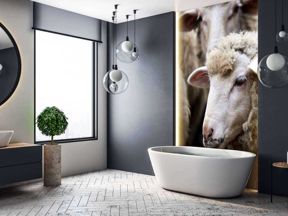 Pecora in primo piano