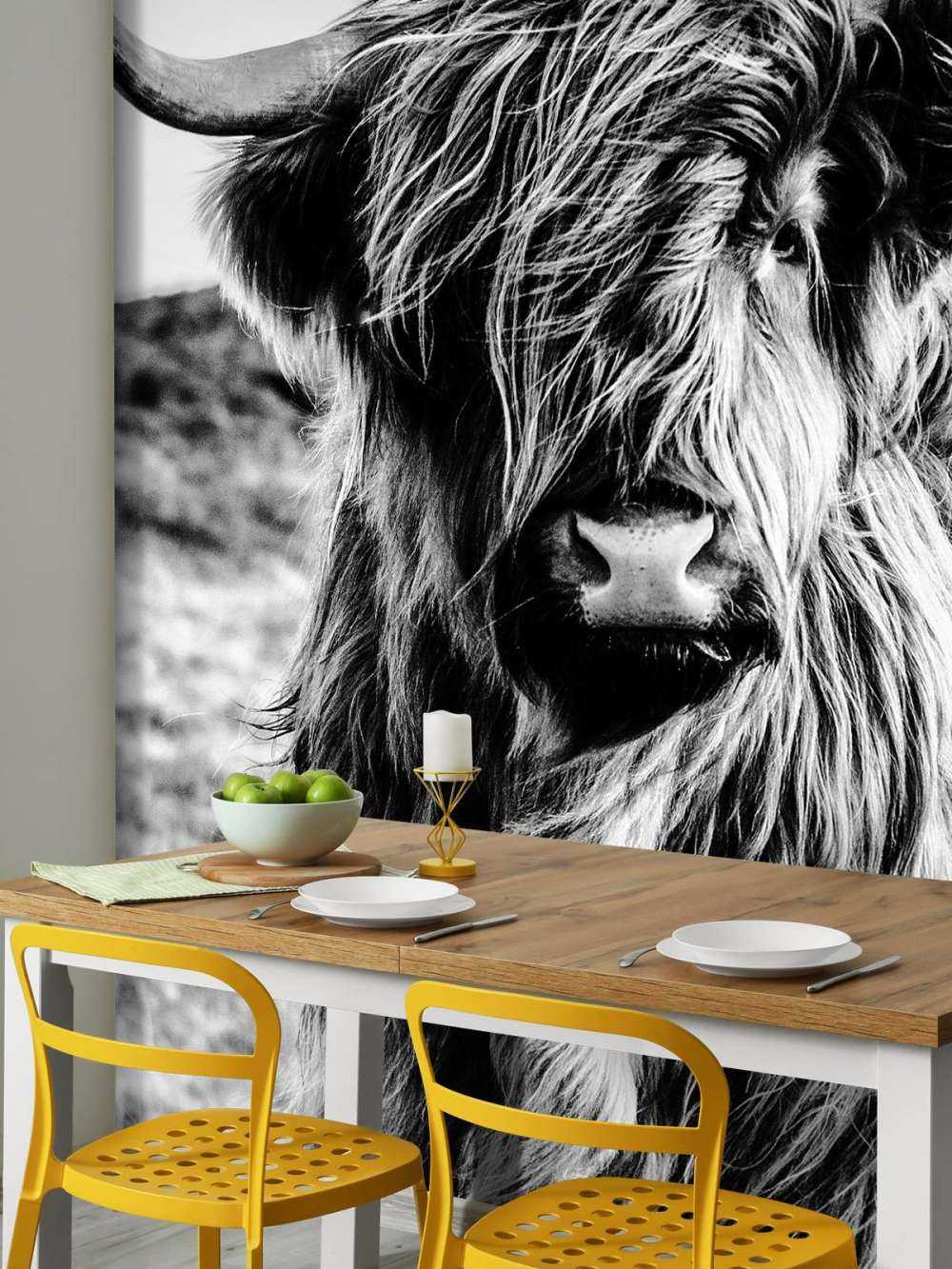 Highlander scozzese in bianco e nero