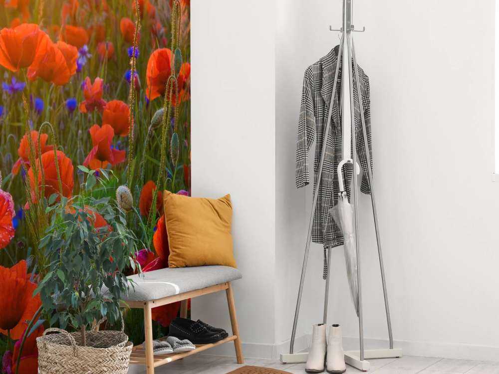 Papaveri con il sole nascente