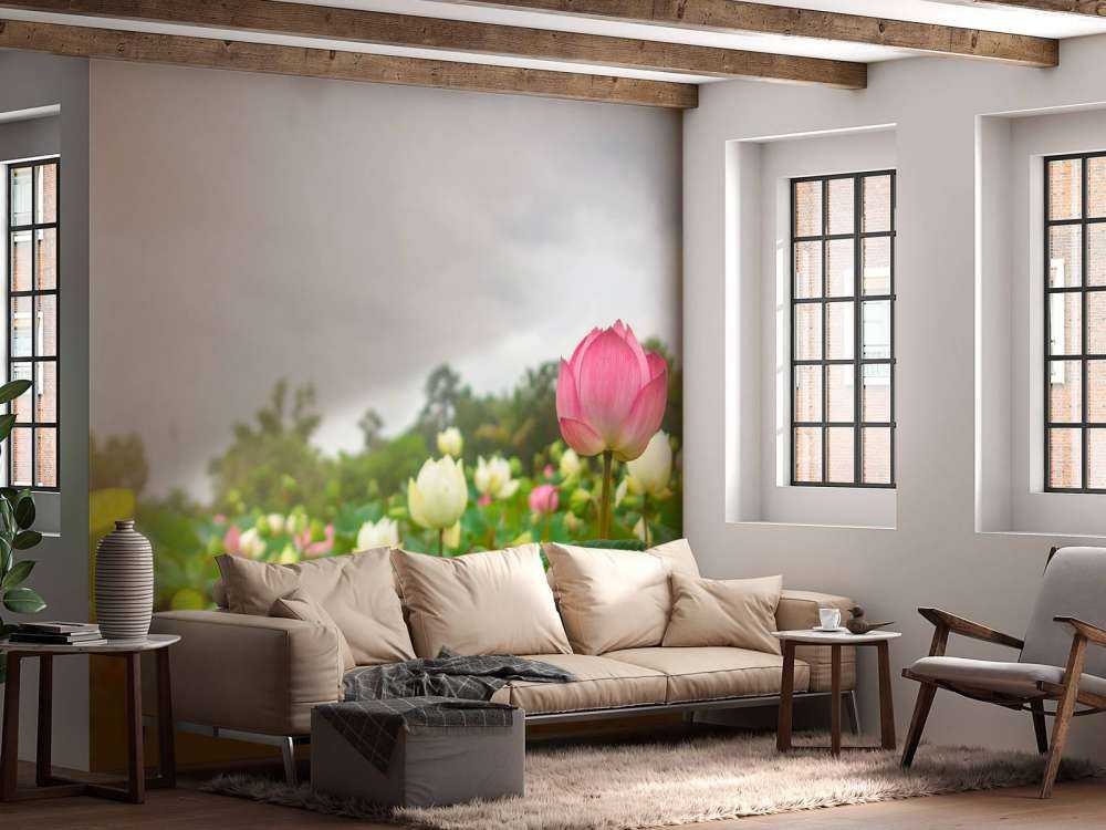 Fiori di loto rosa e bianchi