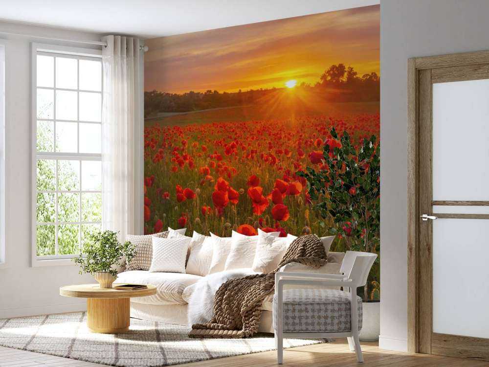 Campo di papaveri in fiore