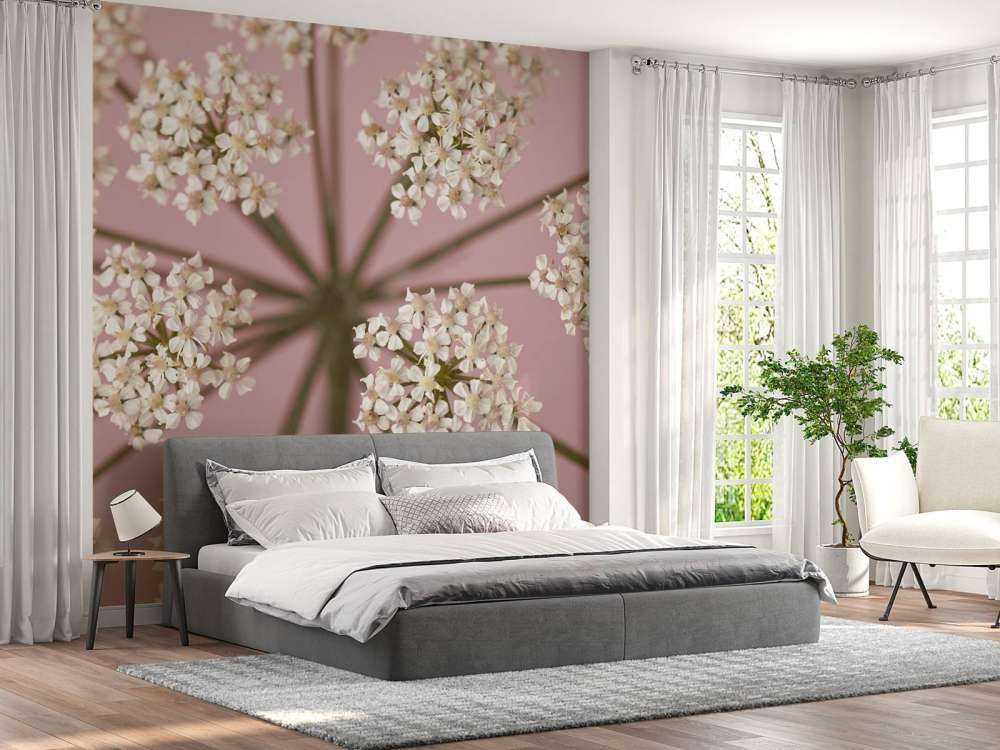 Prezzemolo della mucca bianca