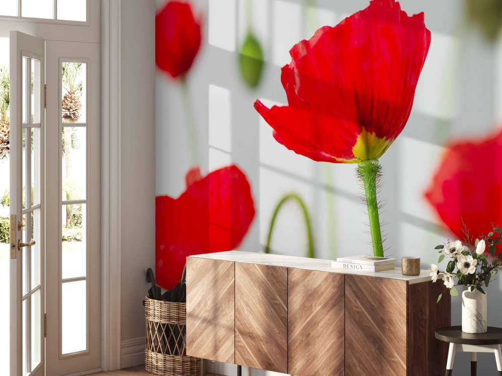 Papaveri rossi ravvicinati