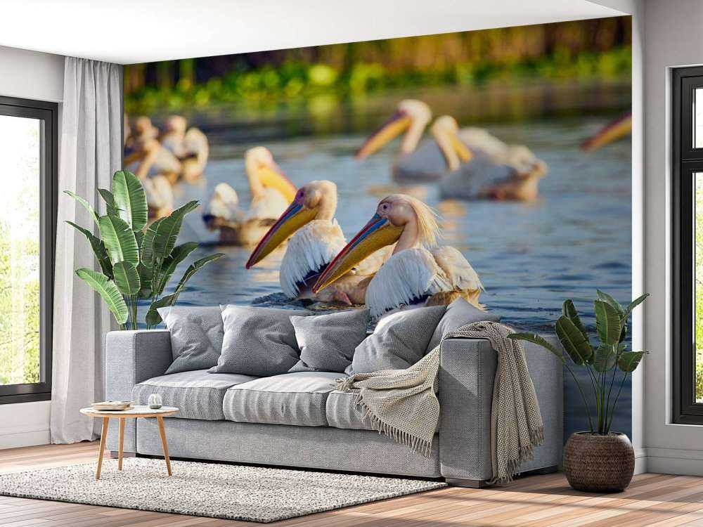 Pellicani in libertà