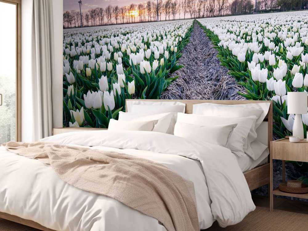 Campo di tulipani bianchi