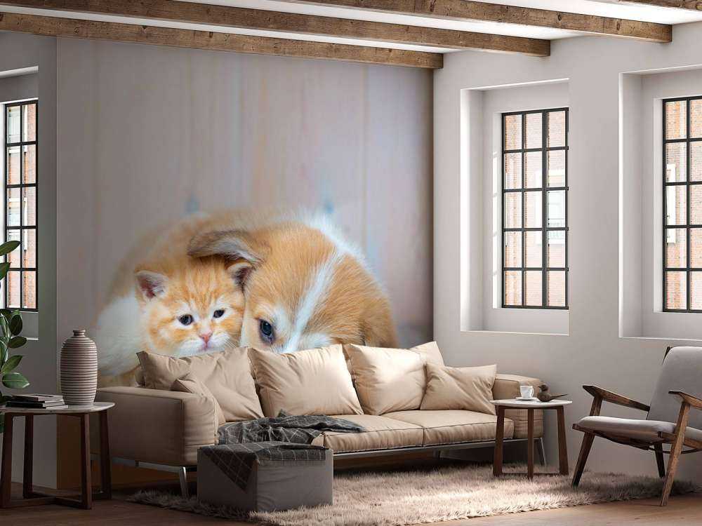 Carta da parati per gatti. Foto di un gattino e di un cucciolo.