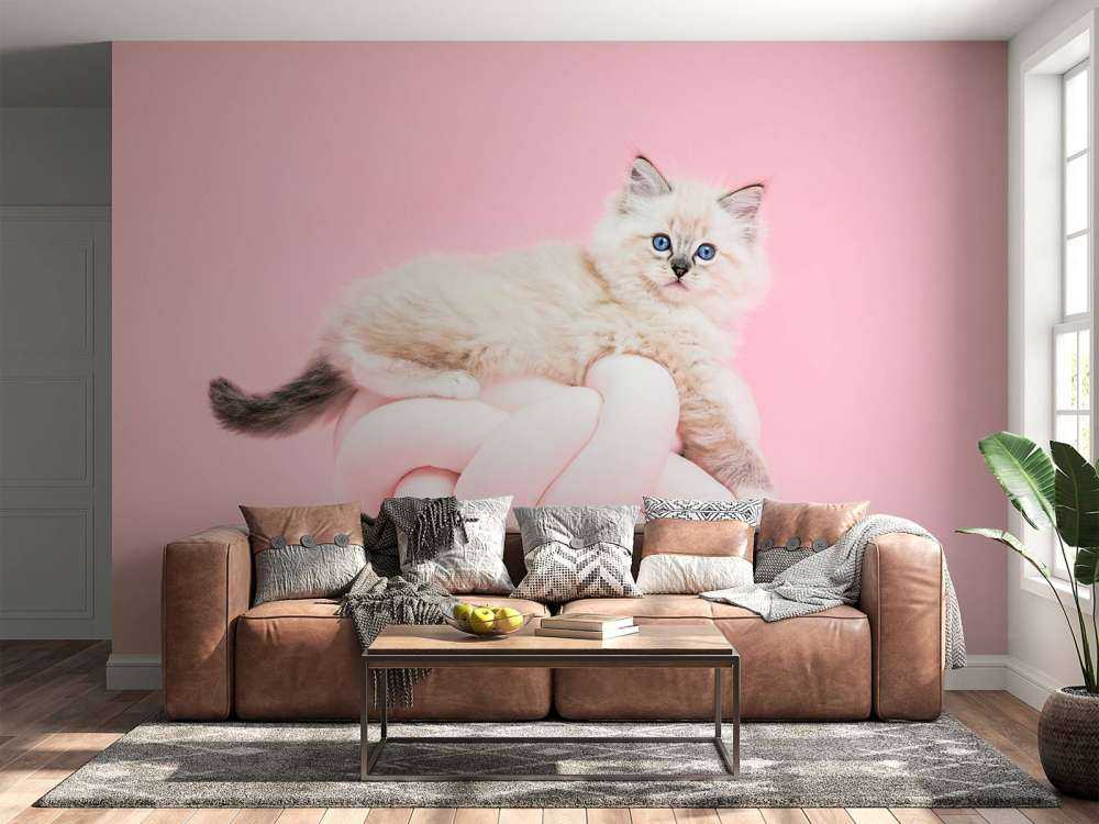 Gatto bianco su sfondo rosa