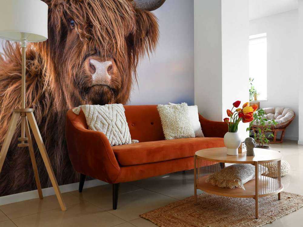 Staring Highlander scozzese