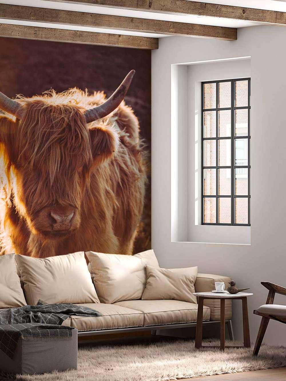 Highlander scozzese al sole