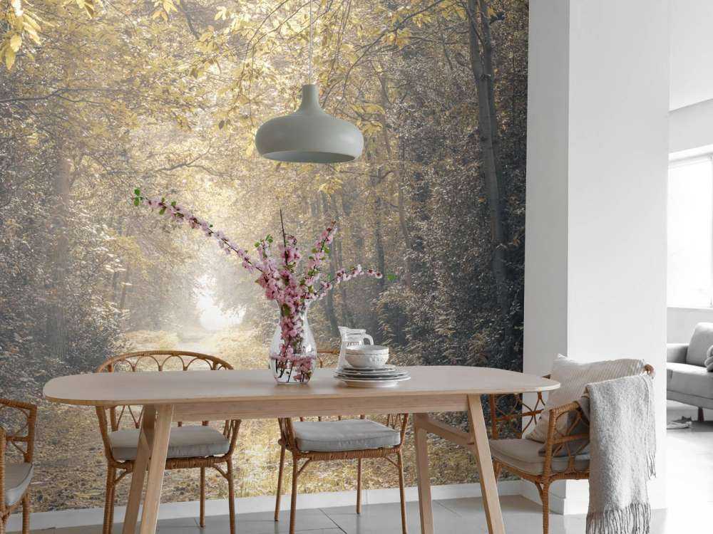 Sentiero attraverso una foresta deserta