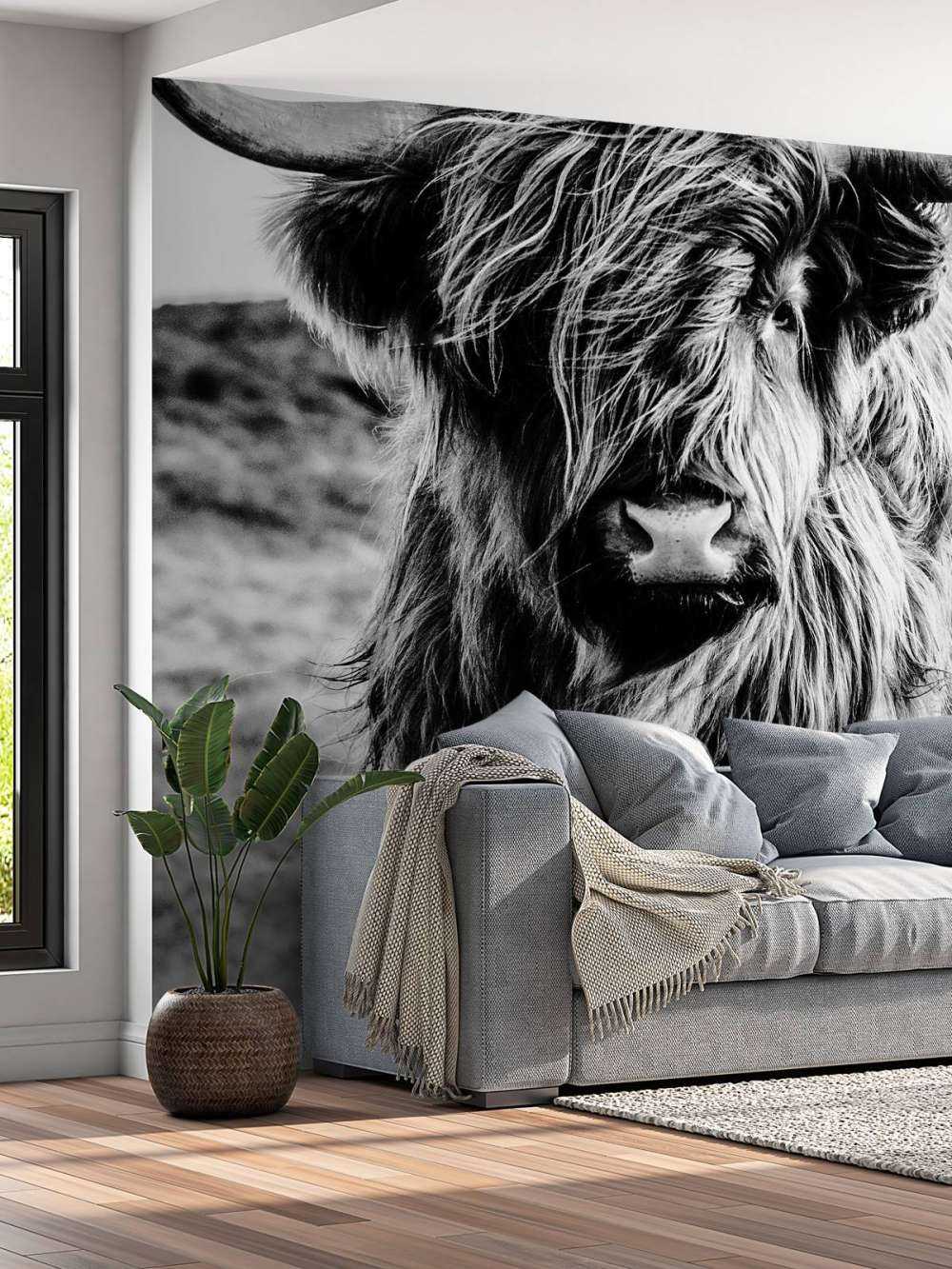 Highlander scozzese in bianco e nero