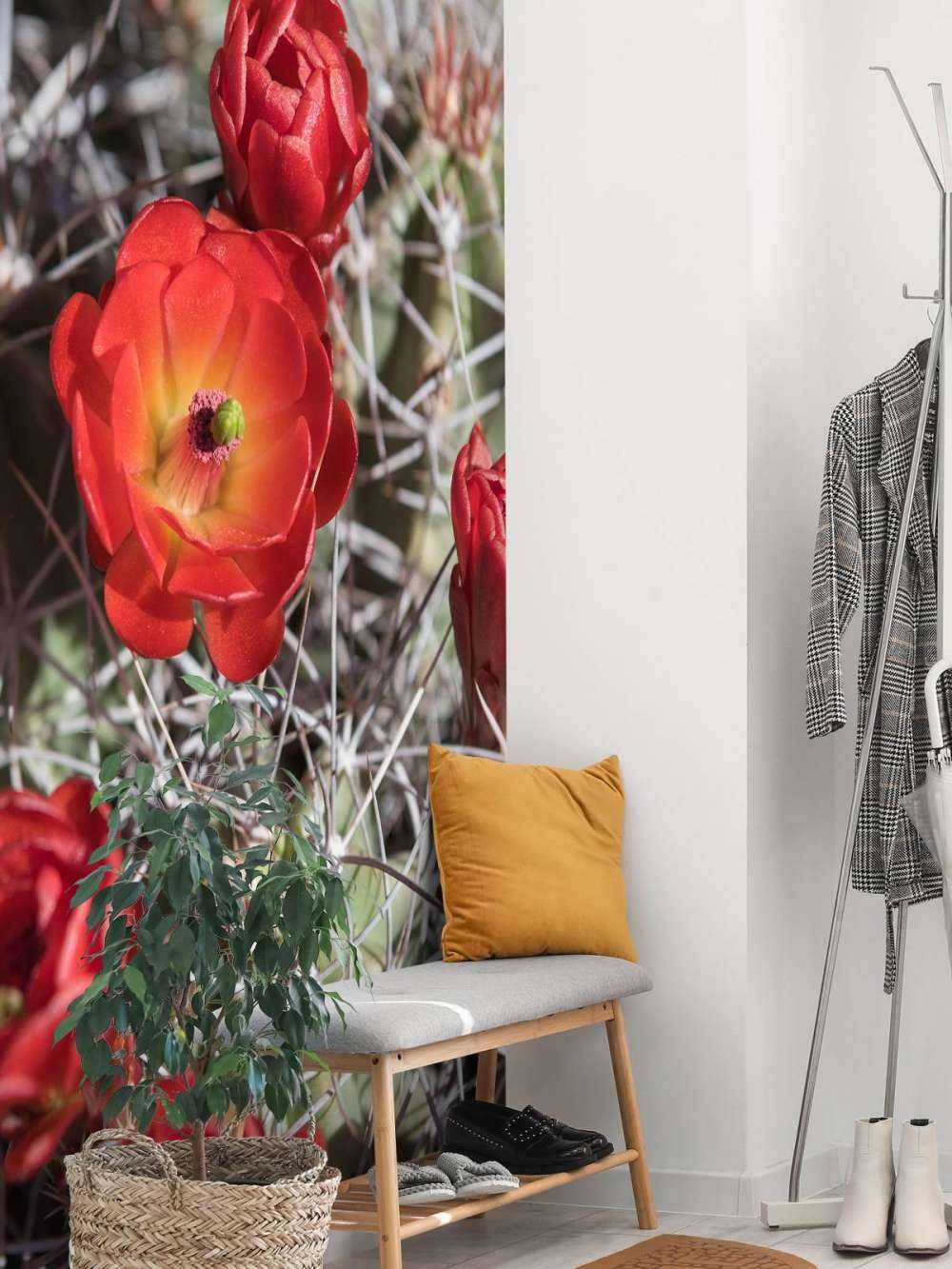 Fiori di cactus rosso