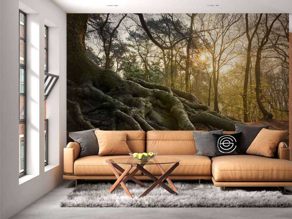 Radici dell'albero sopra il terreno