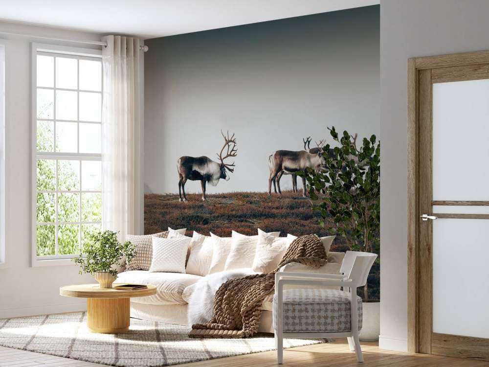 Gruppo di renne nel nord Europa