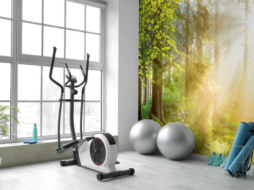 Paesaggio forestale all'alba