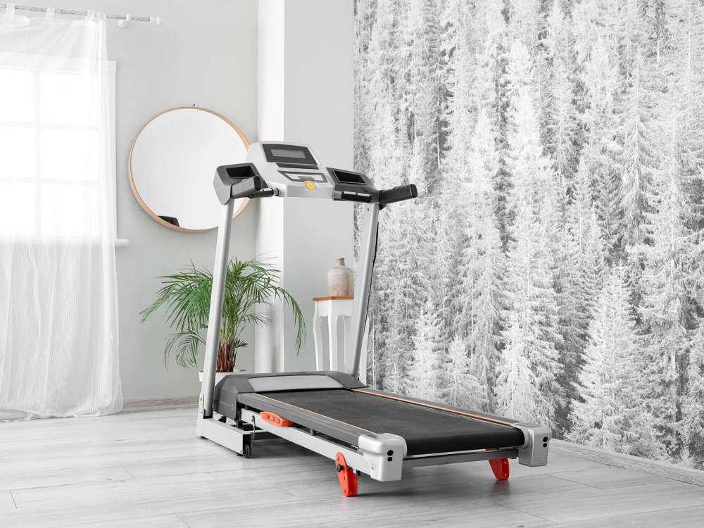 Conifere in bianco e nero