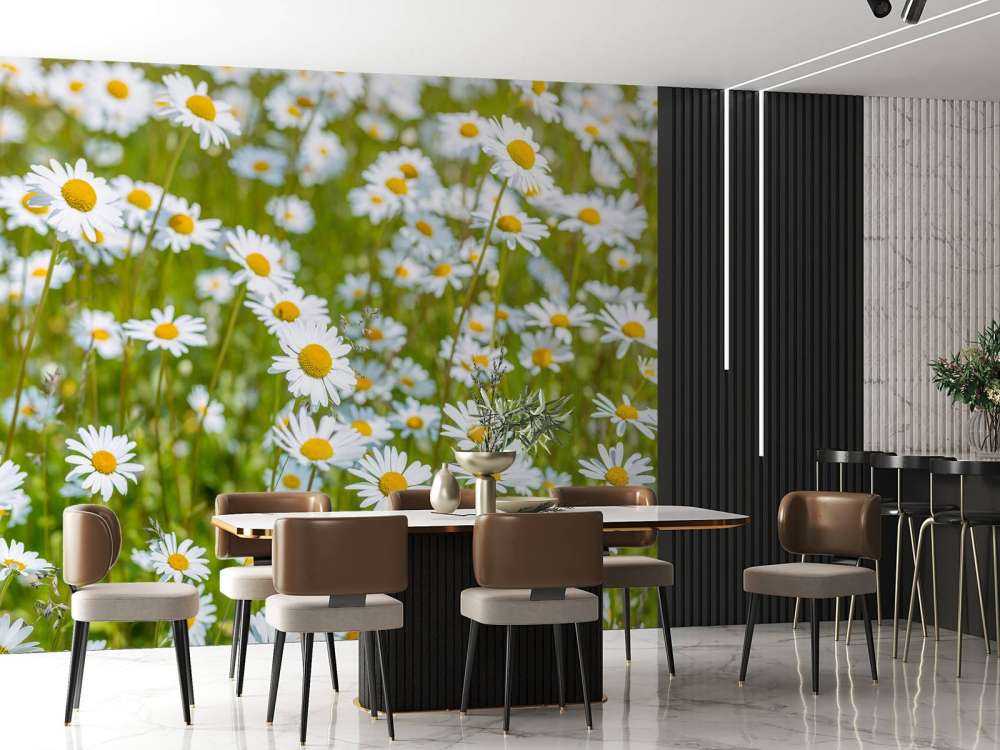 Margherite in un campo