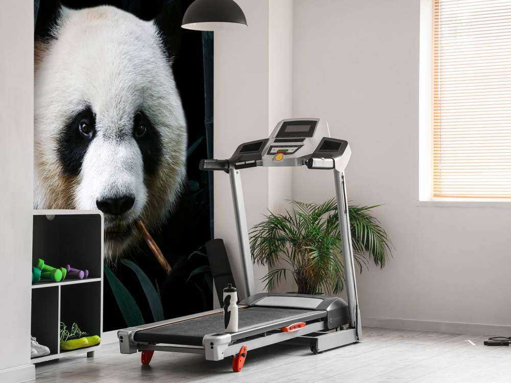 Panda nella giungla