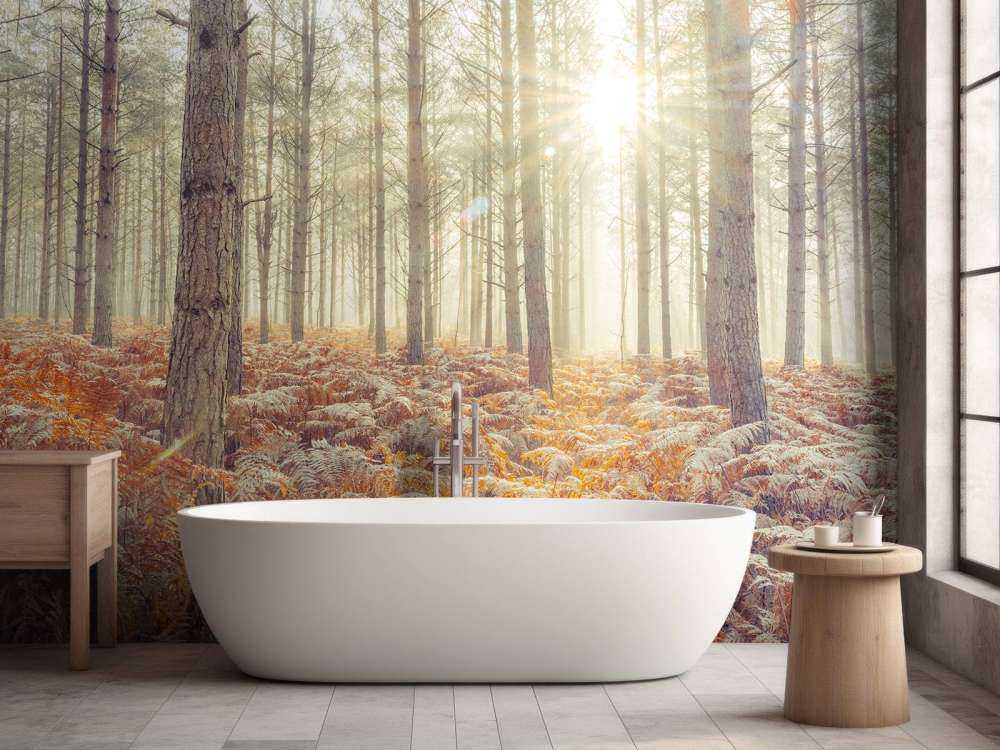 Raggi di sole attraverso gli alberi freddi