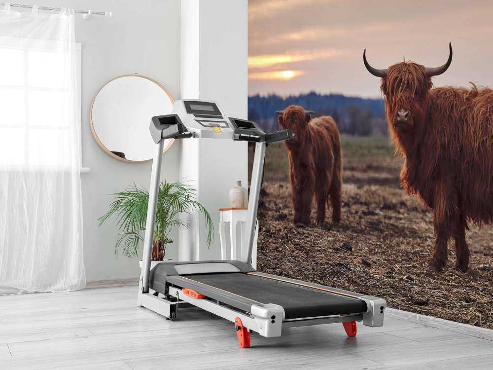 Highlanders scozzesi nel prato