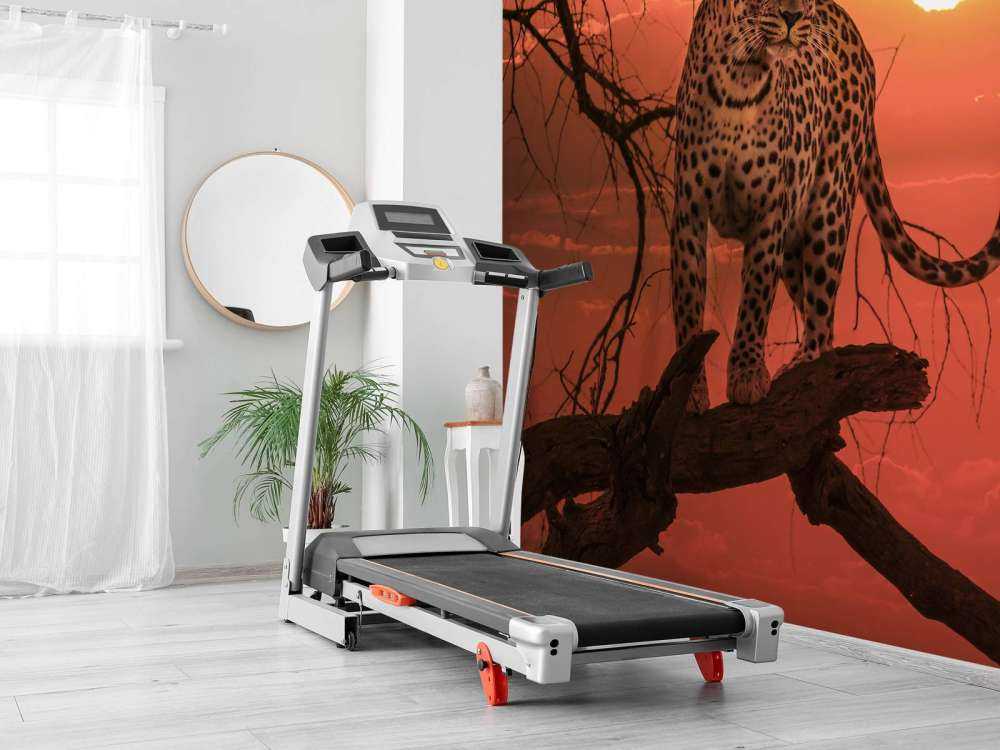 Leopardo con sole al tramonto