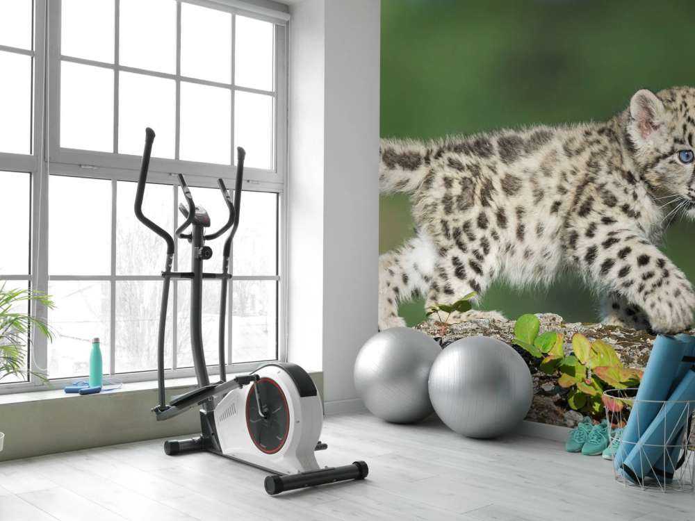 Cucciolo di leopardo delle nevi