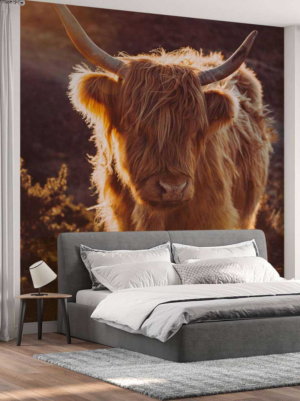 Highlander scozzese al sole