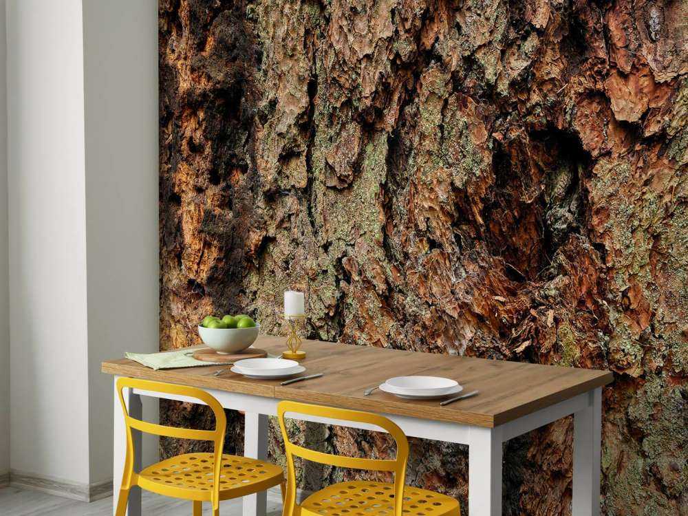 Albero corteccia vecchio albero 