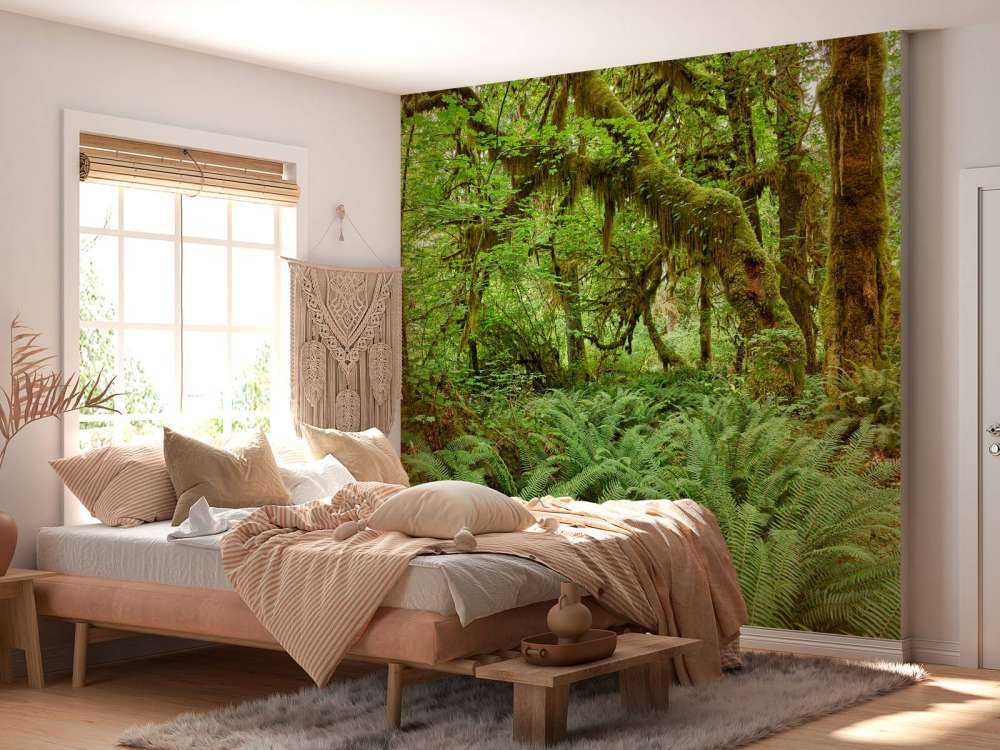 Felci in un vecchio bosco