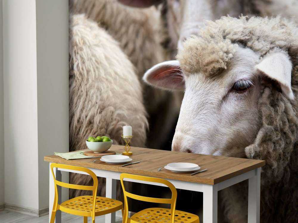 Pecora in primo piano