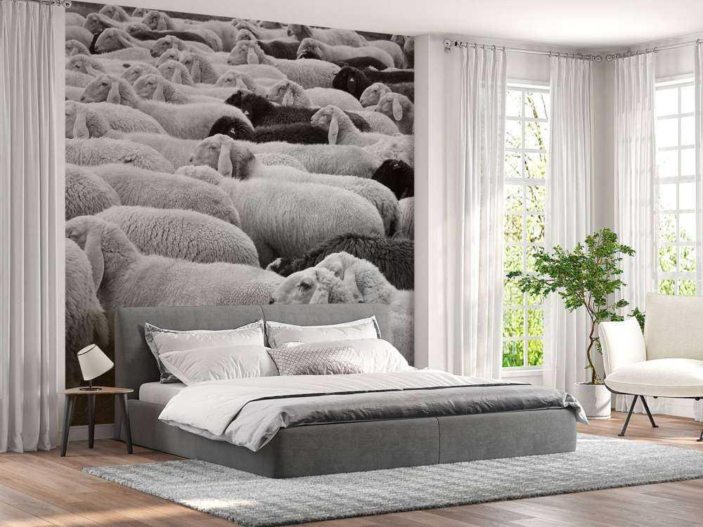 Pecora in bianco e nero