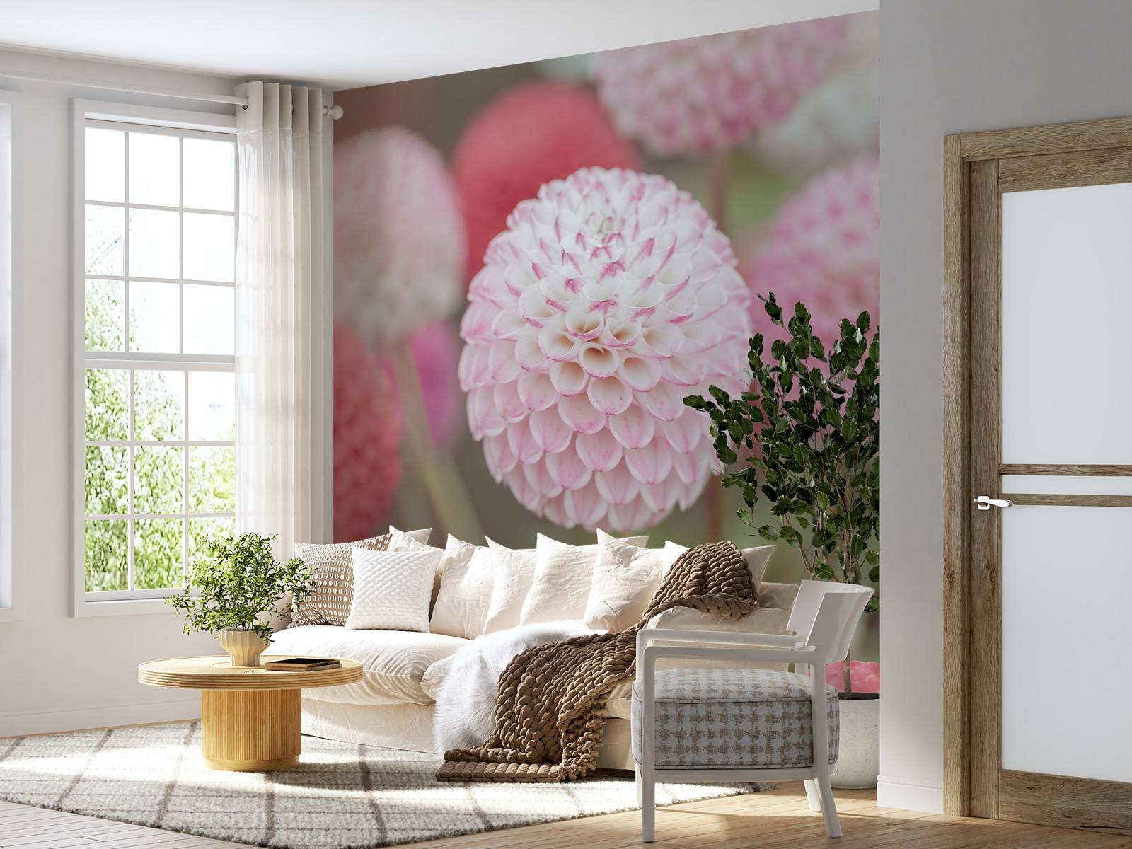 Fiori di dalia rosa, image size:1600x1200