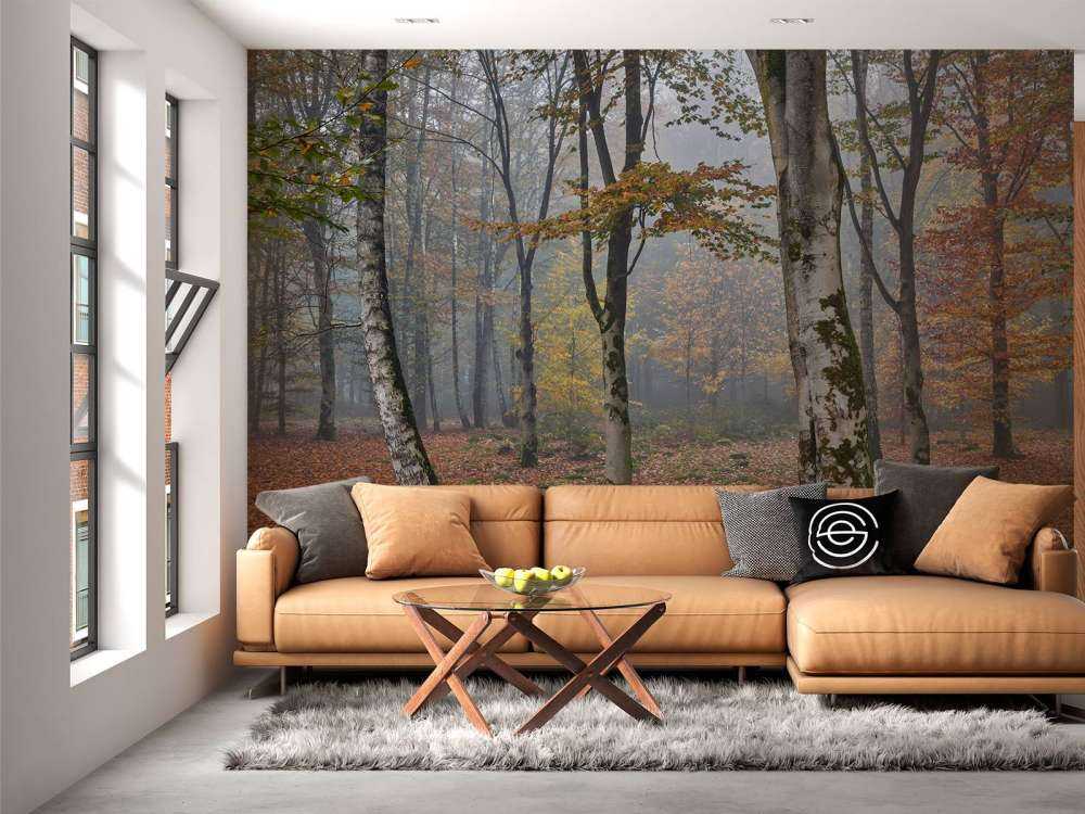 Bosco di betulle in autunno