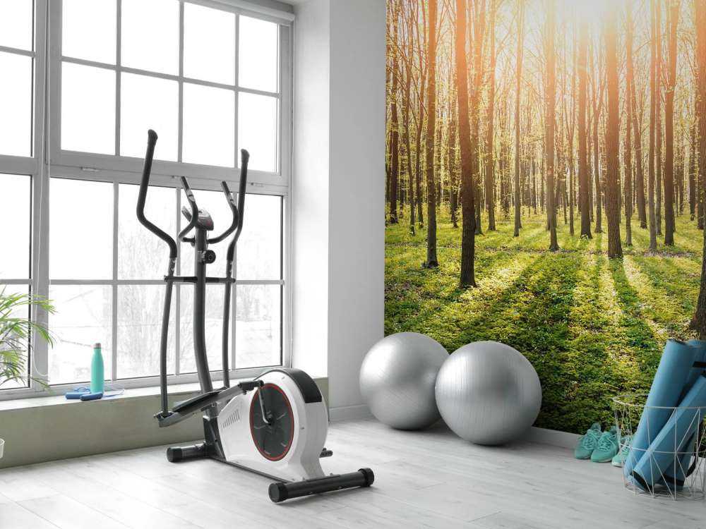 Sole serale in un bosco