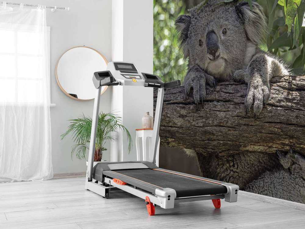 Koala carino