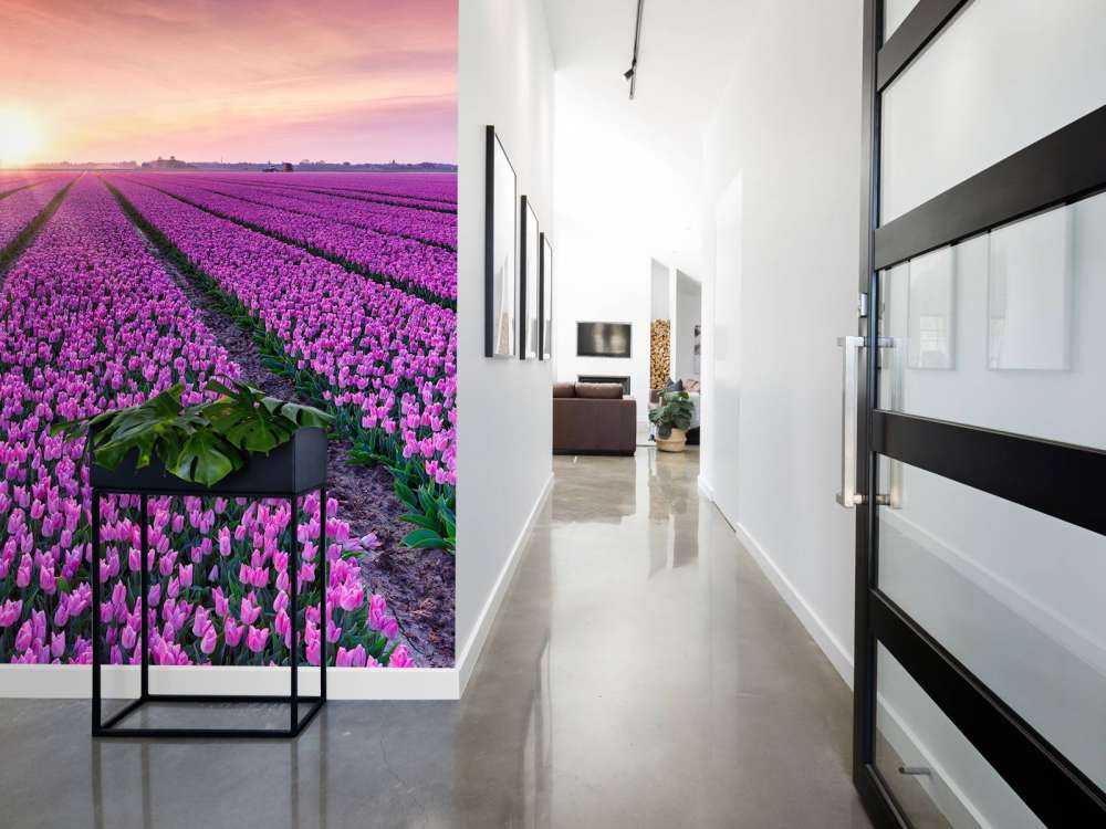 Campo di tulipani all'alba