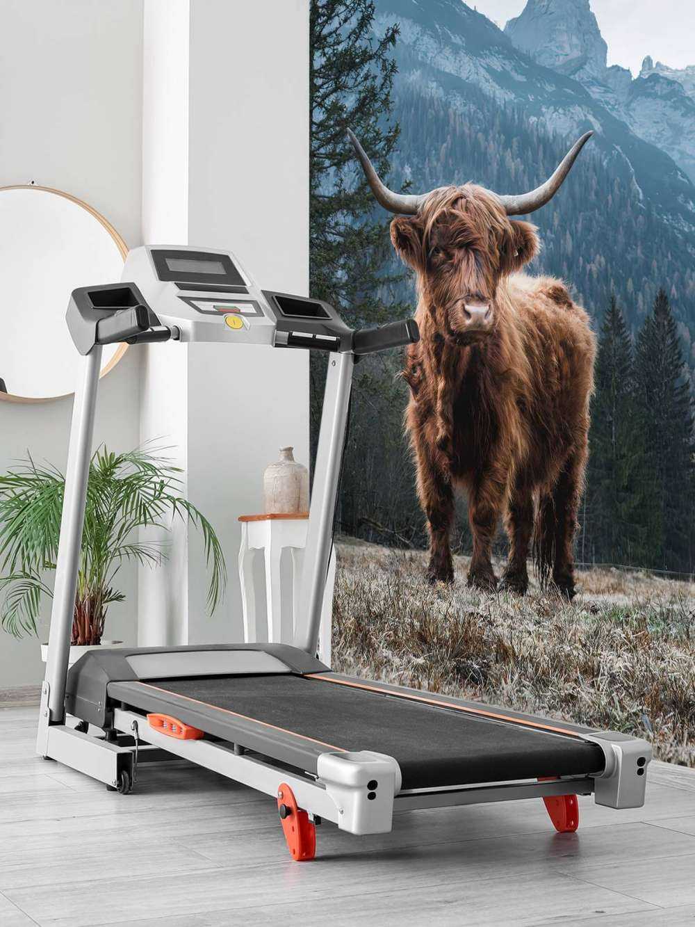 Highlander scozzese tra gli alberi