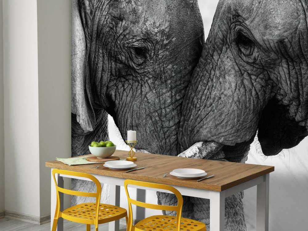 Foto carta da parati elefanti