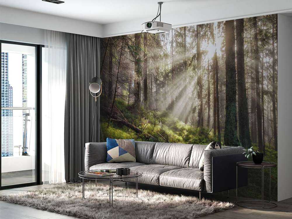 Foresta autunnale con sole