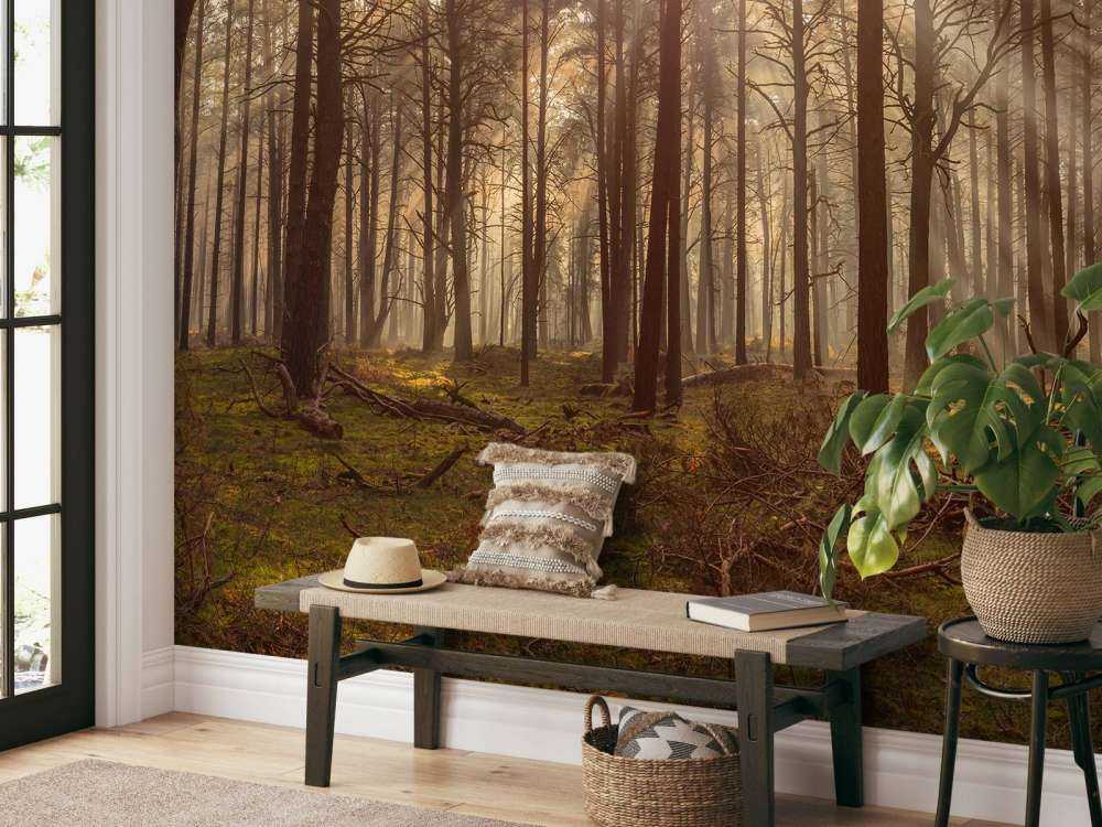 Foresta con alberi ad alto fusto