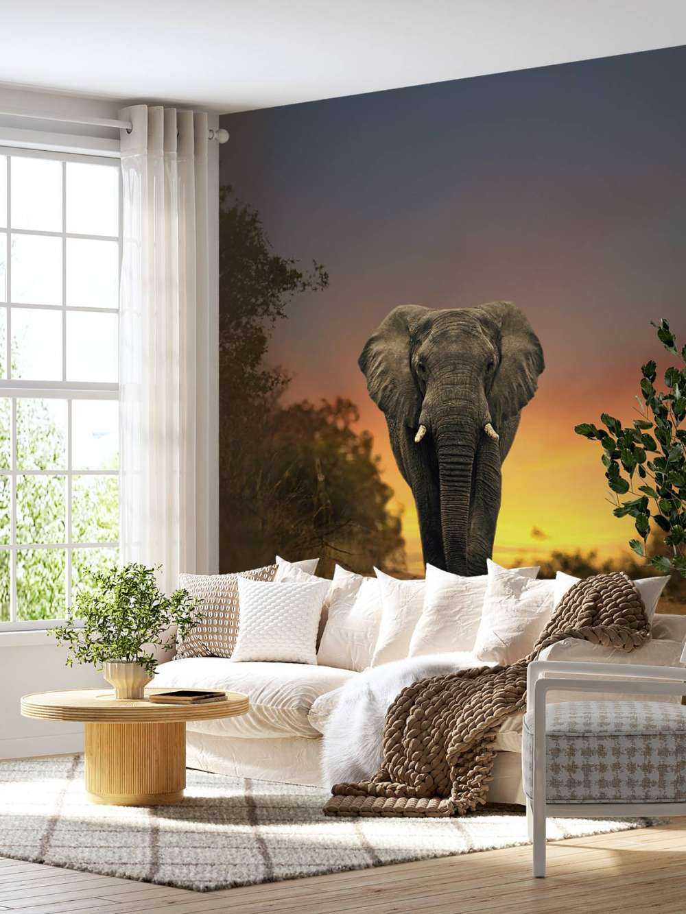 Elefante al tramonto