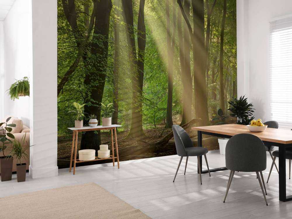 Arpe del sole nella foresta