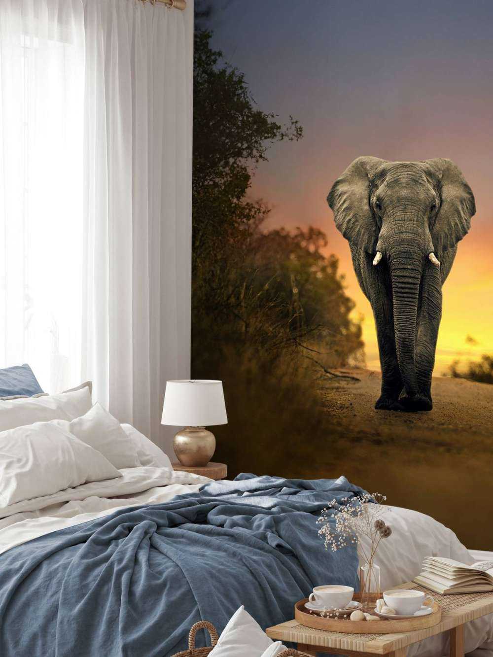 Elefante al tramonto